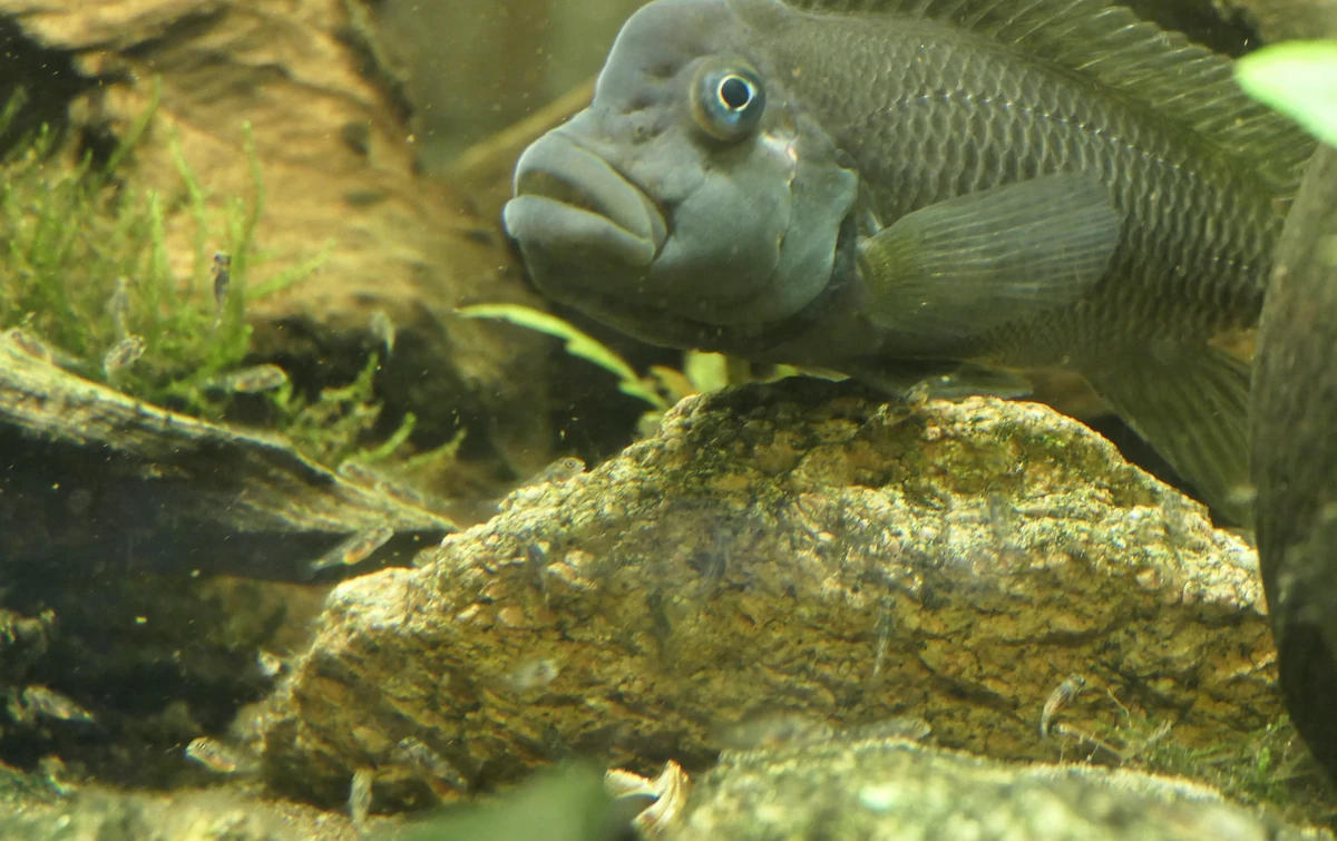 Groot mannetje van Steatocranus casuarius rechtsboven met kleine jongen rond een rots in het aquarium.