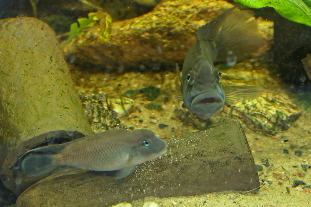 Twee Steatocranus casuarius bij een aardewerkschuilplaats, met het mannetje rechts frontaal en het vrouwtje linksonder in zijaanzicht.