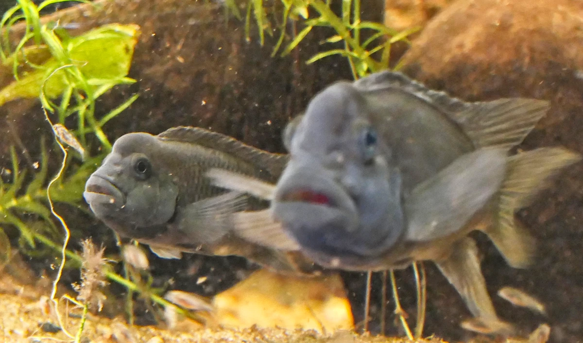 Scherp afgebeeld vrouwtje van Steatocranus casuarius links, met een groter onscherp mannetje rechts op de voorgrond.