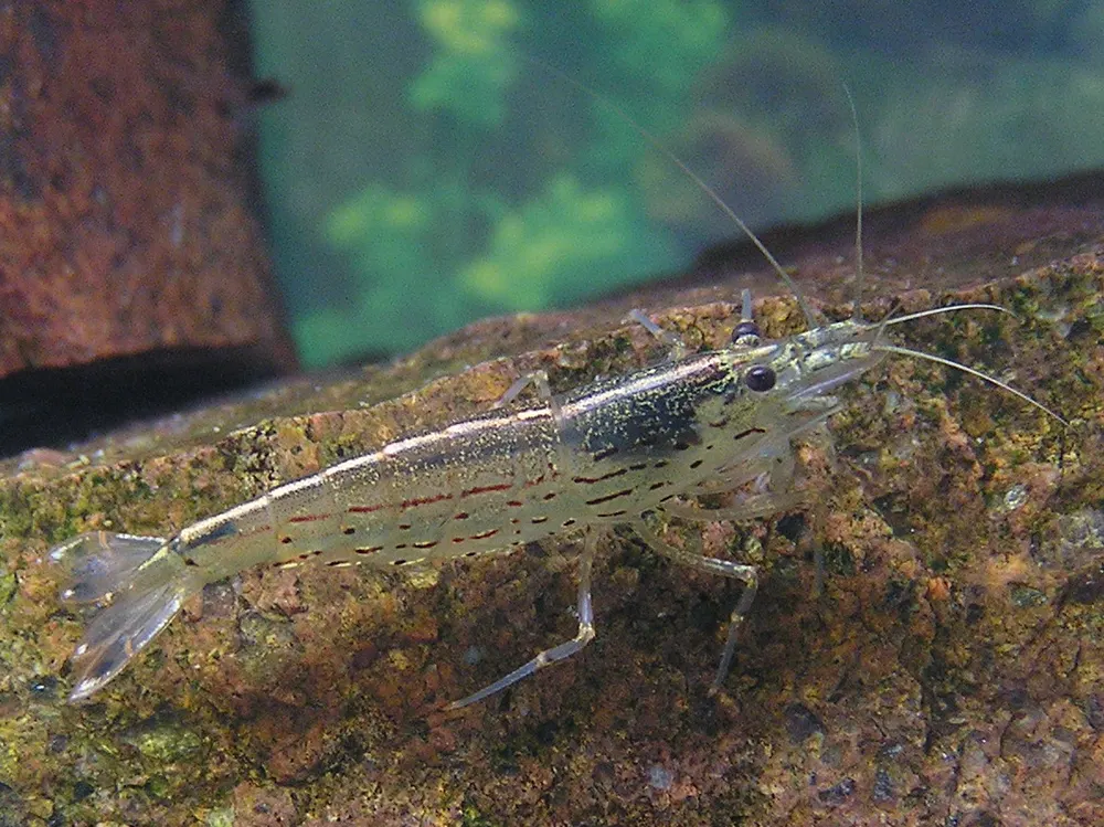 Amanogarnaal op een steen, met de doorschijnende romp en de rij stippen langs de flank goed zichtbaar.