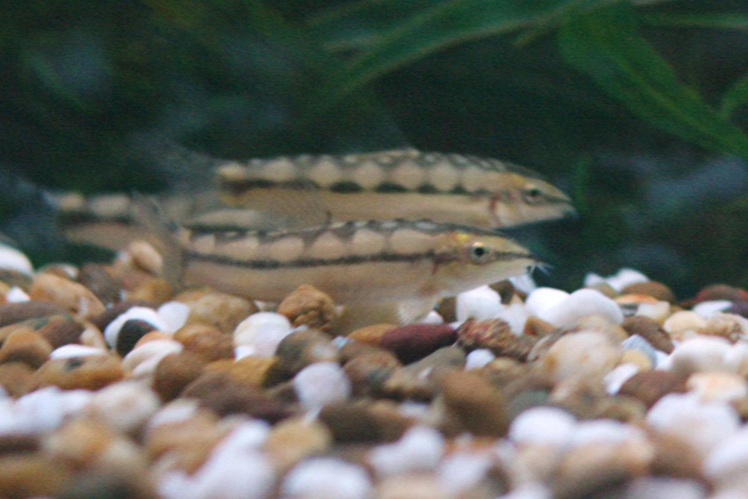 Ambastaia sidthimunki: twee slanke, lichtgeelbruine modderkruipers met een donkere rugstreep, een donkere midlaterale streep en verbindende dwarsbanden, rustend op grind in een aquarium met een wazige beplante achtergrond.
