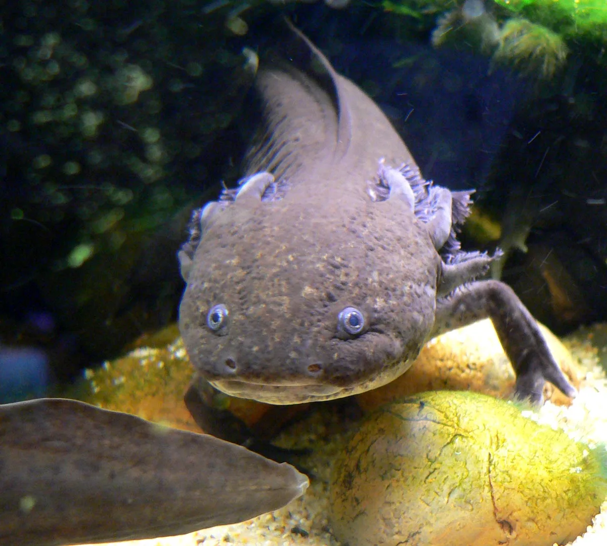 Donkerbruine, gevlekte axolotl van voren met brede kop, kleine ogen en uitwendige kieuwen.