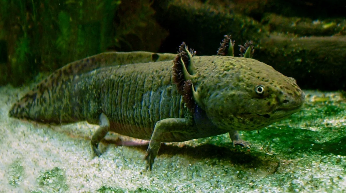 Groenbruin gevlekte axolotl van opzij op een zandbodem, met brede kop, uitwendige kieuwen en vier poten.