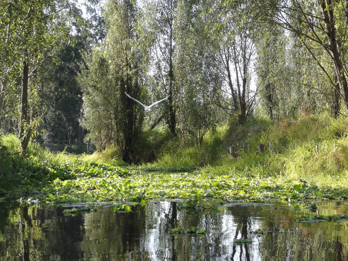 Begroeid kanaal in het Xochimilco-gebied met bomen, oevergras en drijvende waterplanten.