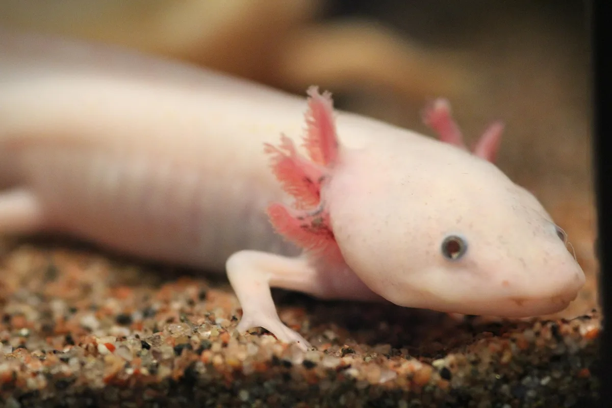 Lichte axolotl met roze uitwendige kieuwen en donkere ogen op een bodem van fijn, bont grind.