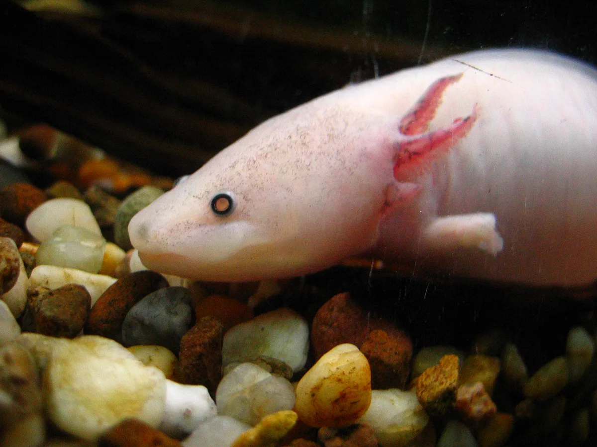 Witte axolotl met donkere ogen, roze kieuwen en fijne donkere spikkels op de kop.