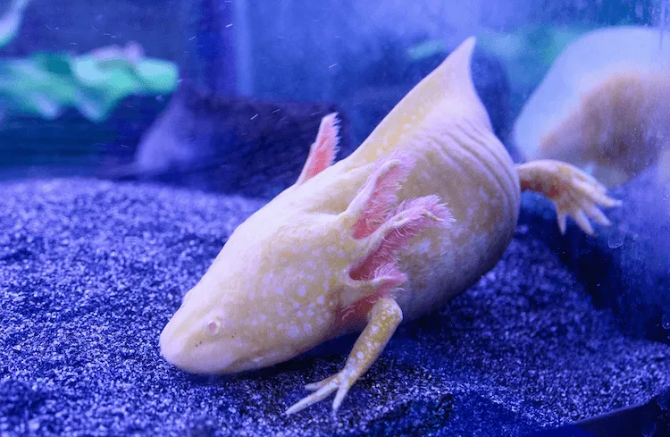Gele axolotl met lichte ogen en roze kieuwen op een donkere bodem onder blauwachtig licht.