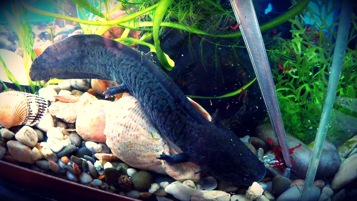 Donkere axolotl in een aquarium krijgt rood voer aangeboden met een pincet vlak bij de kop.