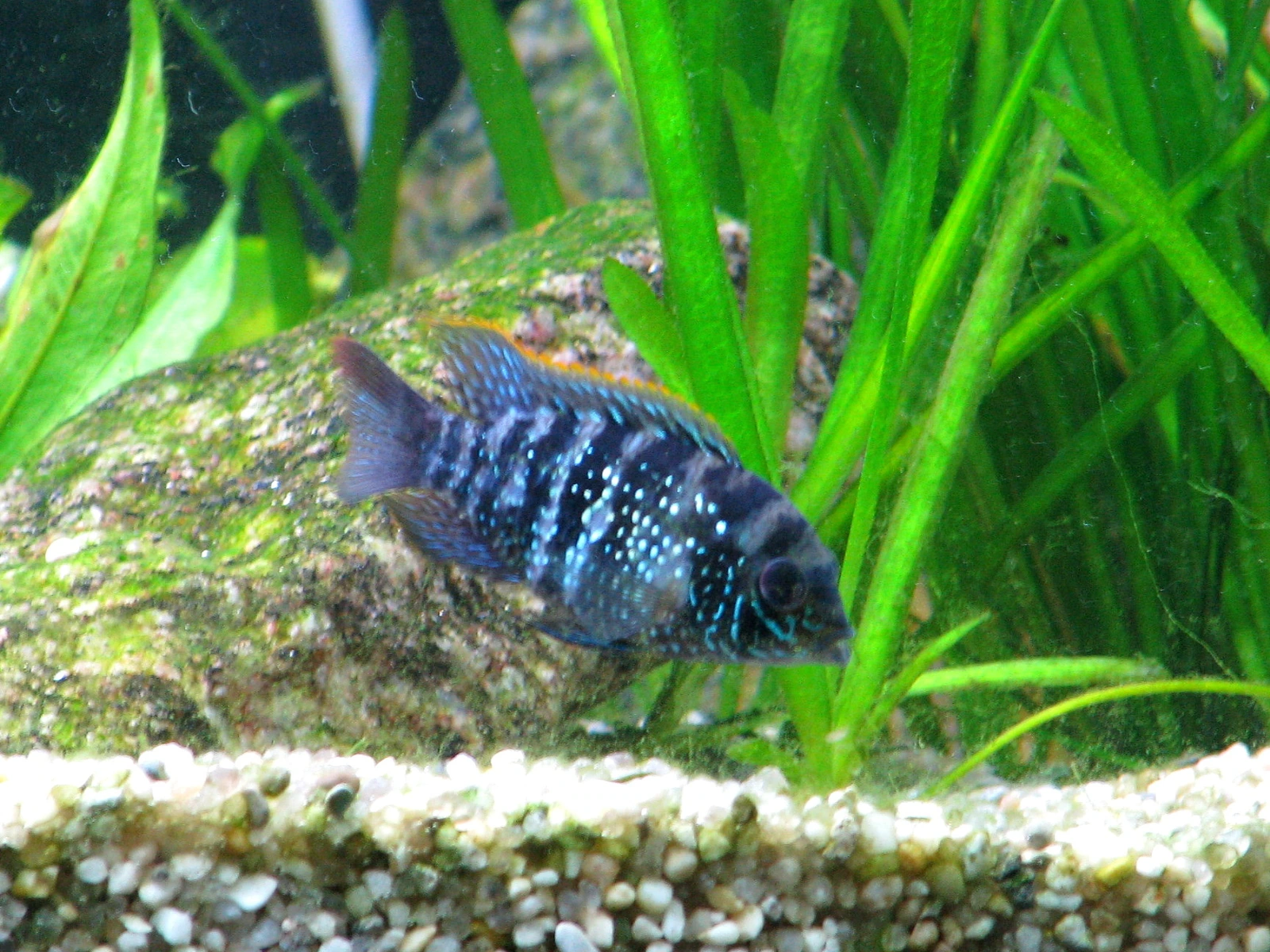 Andinoacara pulcher: blauwe acara met donkere dwarsbanden, turquoise stippen op de flank, blauwe lijnen op wang en kieuwdeksel en een oranje omzoomde rugvin, tussen waterplanten in een aquarium.