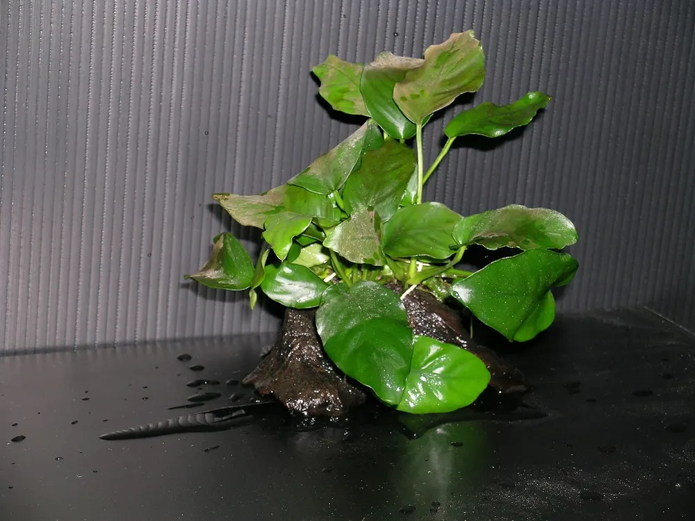 Een Anubias barteri var. nana vastgegroeid op een stuk donker kienhout, uit het water gefotografeerd, zodat de dikke horizontale wortelstok en de wortels die daaruit komen allebei goed te zien zijn.
