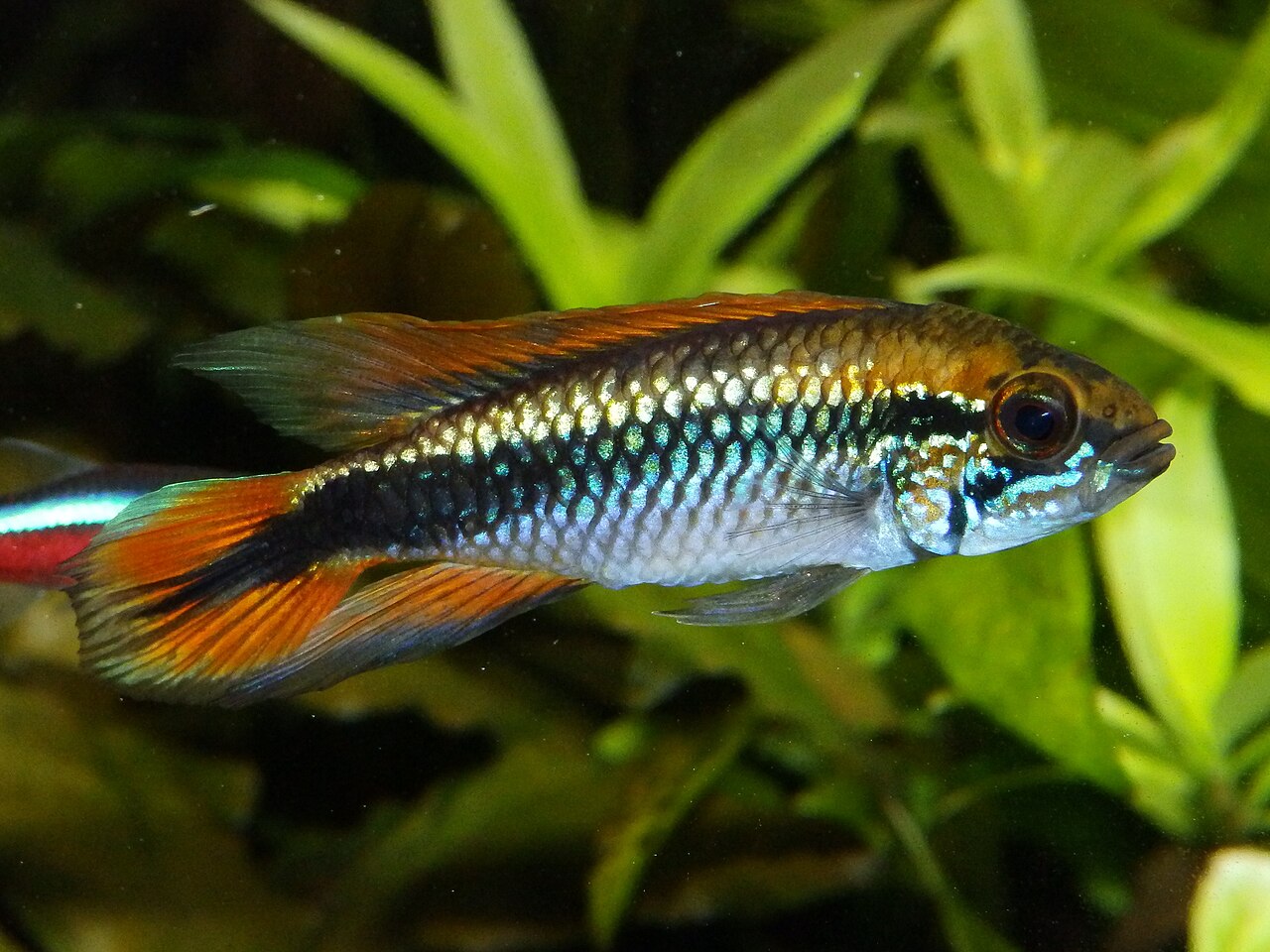 Mannetje Apistogramma agassizii met oranje vinnen en een donkere lengtestreep tussen waterplanten