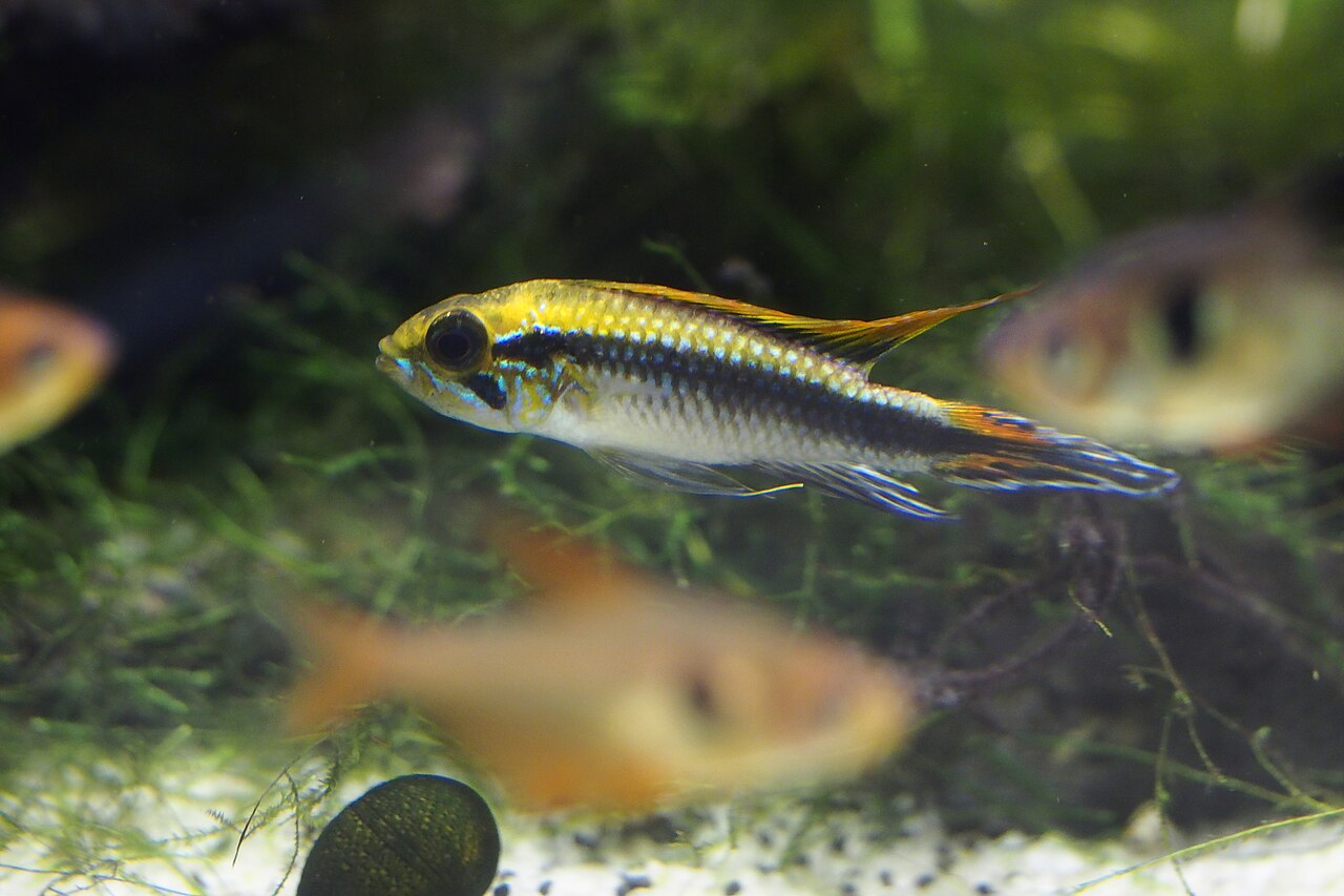 Geelgekleurde Apistogramma agassizii zwemt boven mos in een aquarium