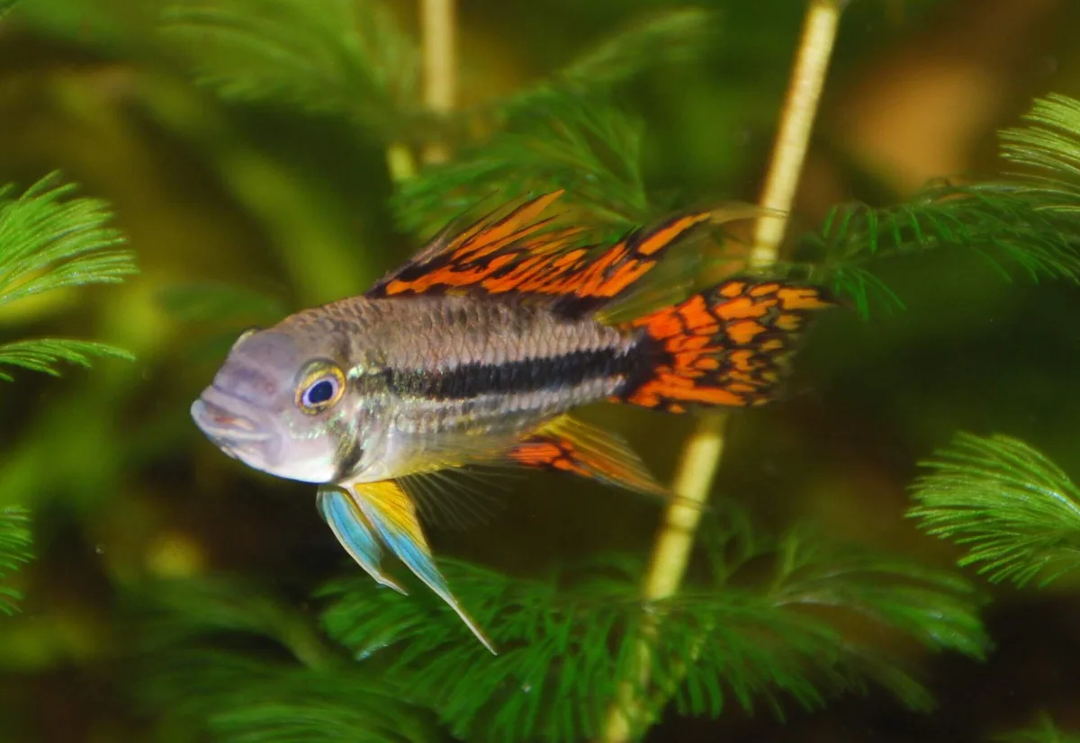 Mannetje van Apistogramma cacatuoides (double red) met verlengde rugvinstralen en oranje-zwart gevlekte vinnen tussen fijne waterplanten.