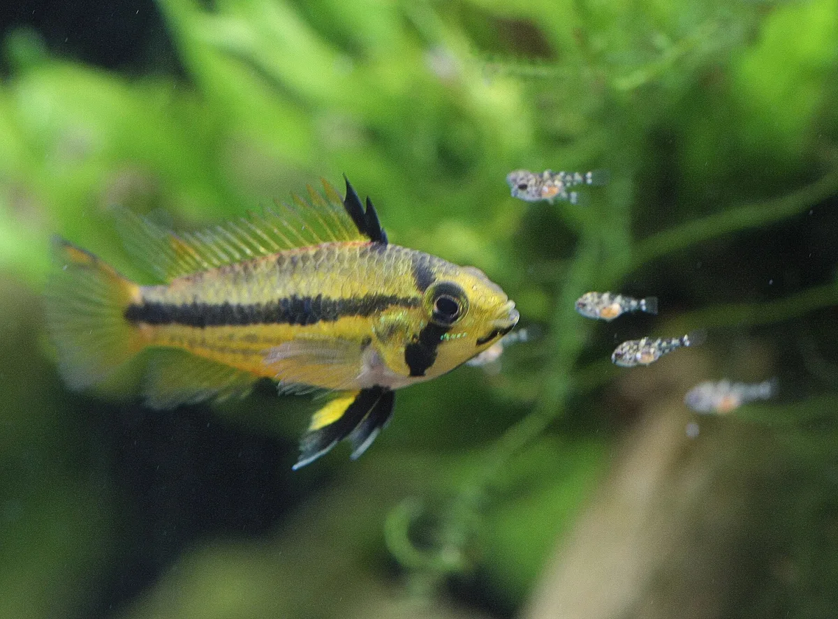 Goudgeel vrouwtje van Apistogramma cacatuoides met zwarte lengteband en wangvlek, met vier kleine jongen naast zich.