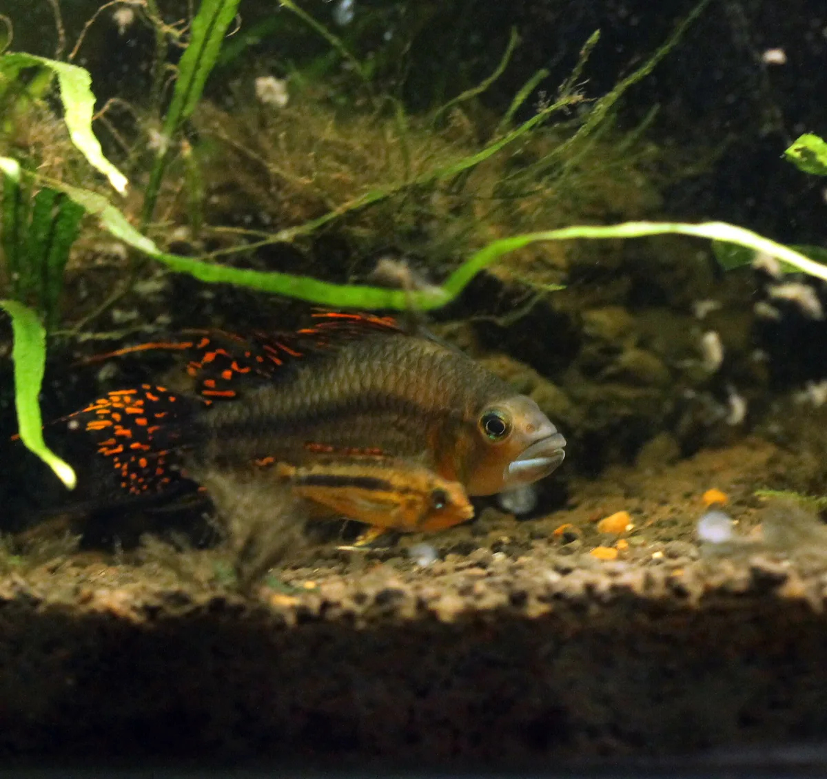 Groot mannetje van Apistogramma cacatuoides met oranje gevlekte vinnen boven een kleiner geel vrouwtje op de bodem.