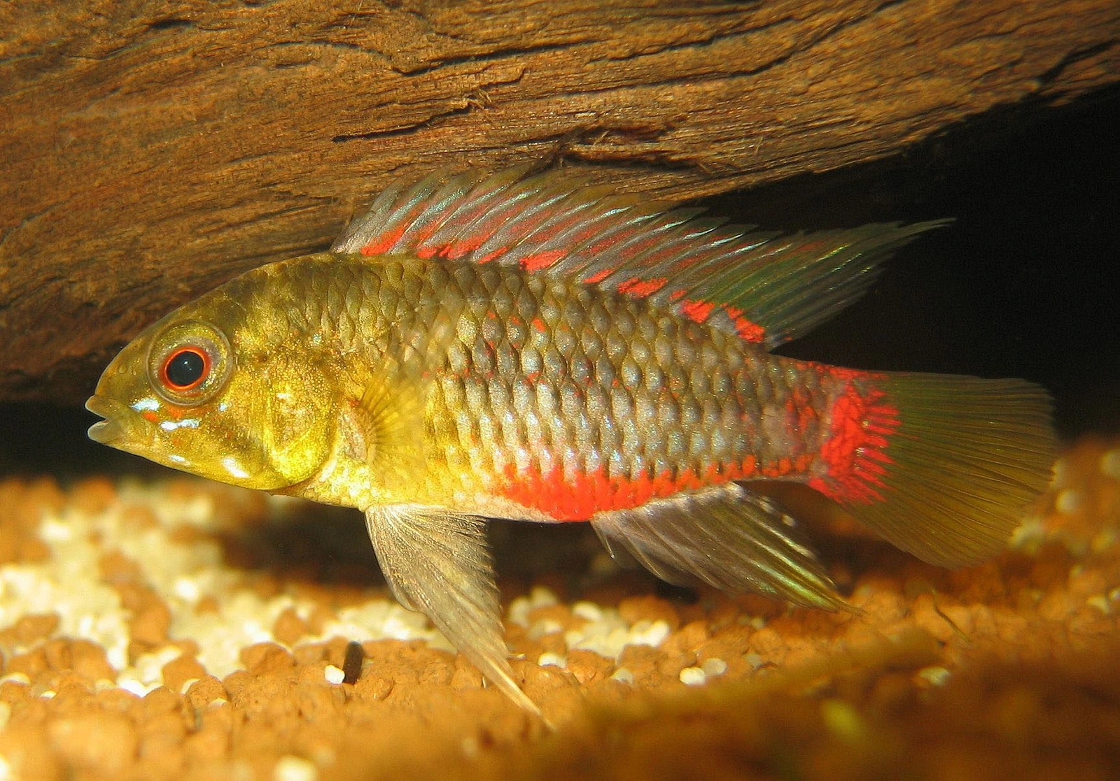 Apistogramma hongsloi, volwassen mannetje in zijaanzicht onder een stuk hout, met een geelgroene kop, een oranjerode buik, rode lijnen in de rugvin en een rode band op de staartwortel.