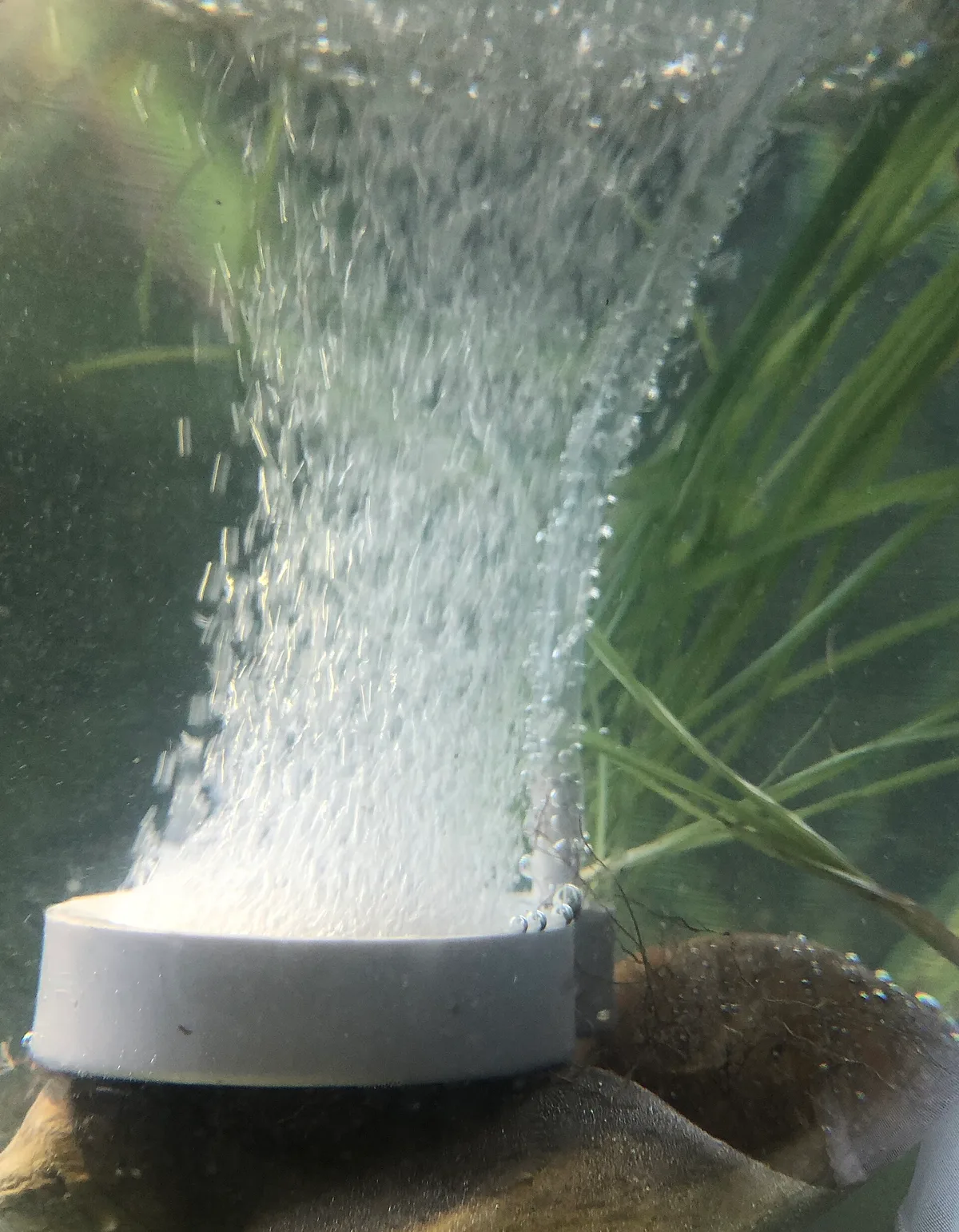 Een dichte kolom luchtbellen stijgt op uit een ronde uitstromerschijf tussen aquariumplanten.