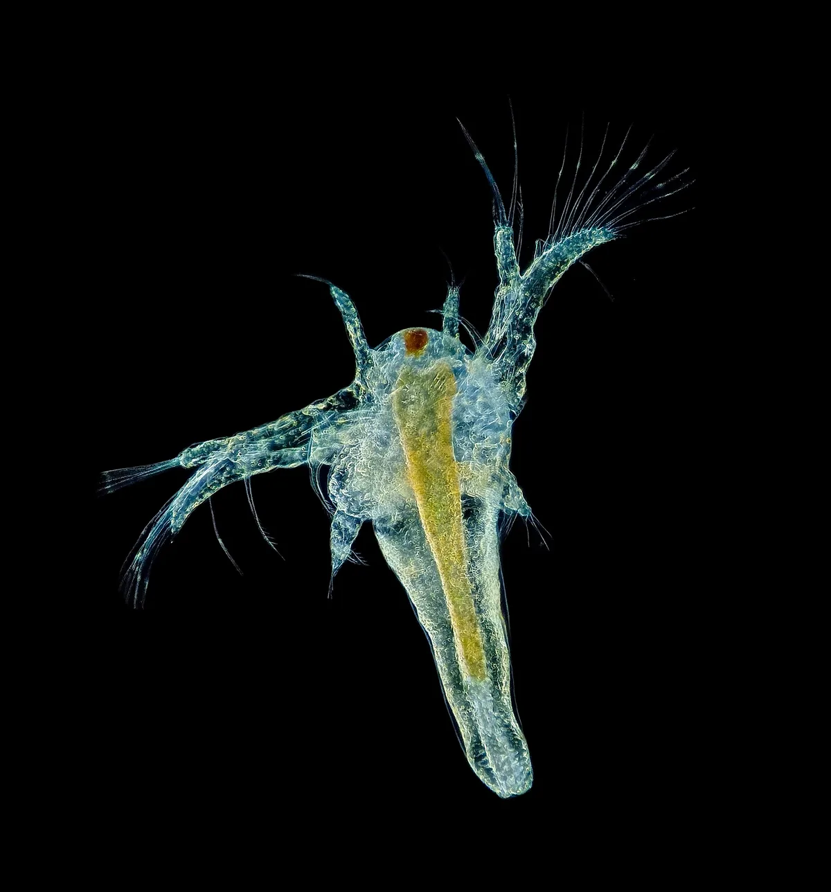 Microscoopfoto van een Artemia-larve met één centraal oog en lange geveerde aanhangsels tegen een zwarte achtergrond.