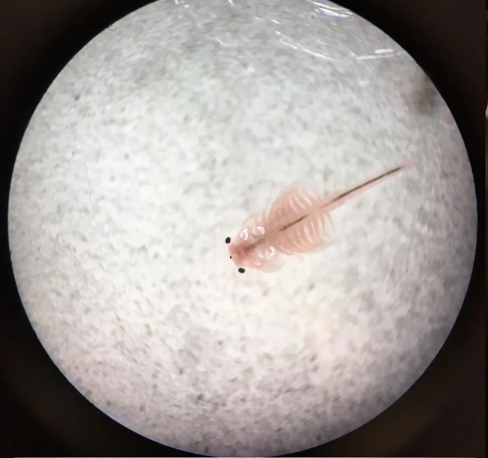 Jonge Artemia onder de microscoop, met twee donkere zijogen, een lang achterlijf en een rij bladvormige poten.