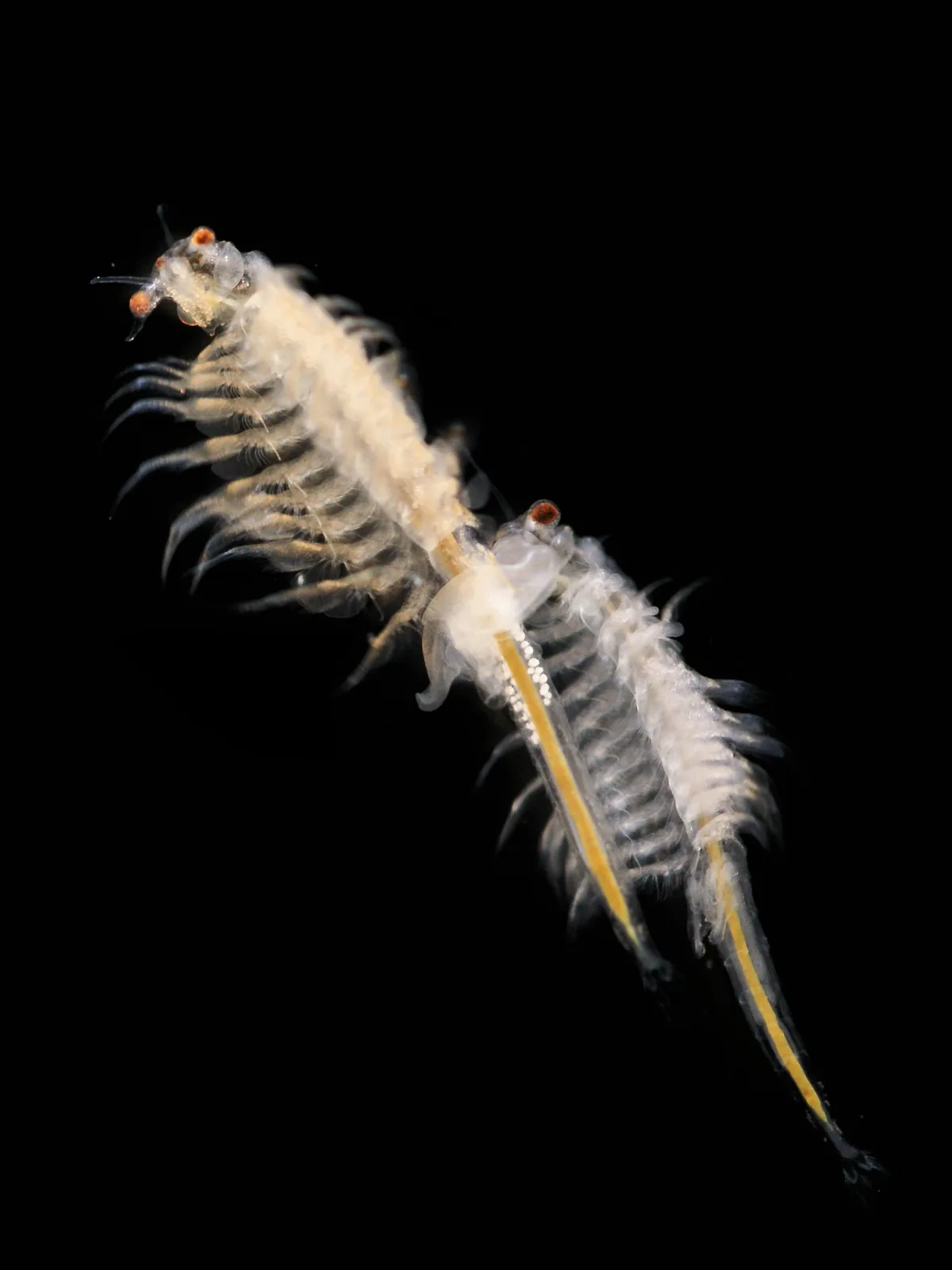 Twee volwassen Artemia tegen een zwarte achtergrond, met ogen, rijen poten en het darmkanaal zichtbaar.