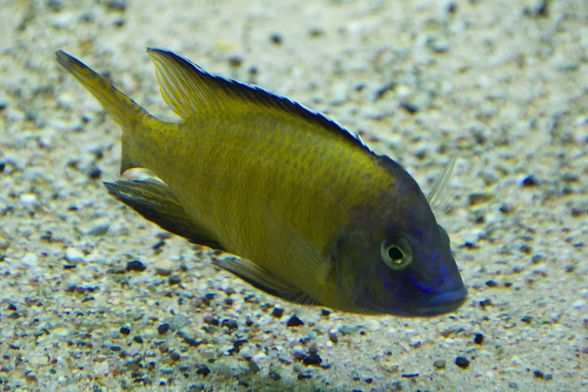 Blauwgele Aulonocara stuartgranti zwemt vlak boven de aquariumbodem