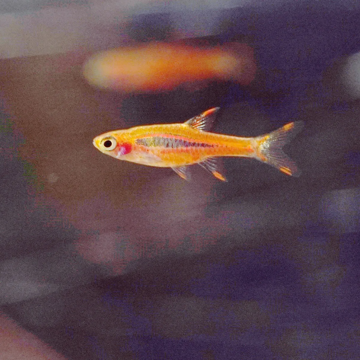 Chili rasbora (Boraras brigittae) in zijaanzicht, oranjerood met een langwerpige donkere streep op de flank.