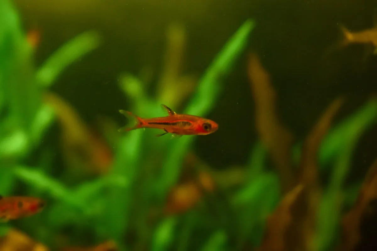 Rode chili rasbora met donkere lengtestreep zwemt voor groene aquariumplanten.