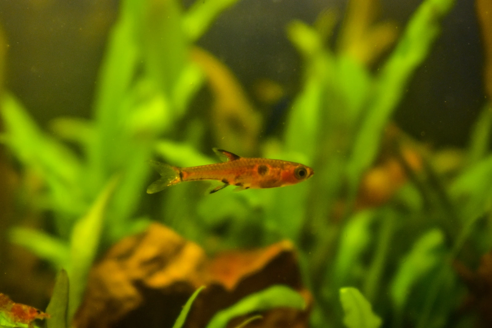Boraras maculatus: klein, oranjerood visje met een donkere vlek midden op de flank, een donkere vlek op de staartwortelbasis en rood dat doorloopt tot in de kop, zwemmend tussen groene waterplanten en bruin blad in een aquarium.