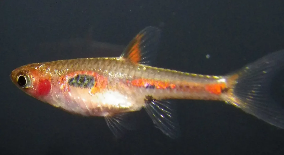 Boraras merah van opzij met een ovale donkere flankvlek en een onderbroken oranjerode tekening richting staart.