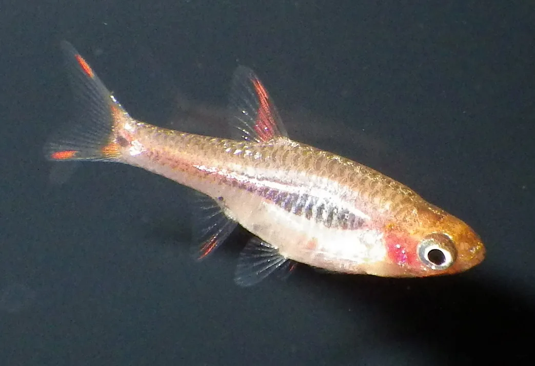 Boraras merah, een klein koperrood visje met een rode vlek achter de kieuw, een donkere vlek midden op de flank en rode vinpunten, zwemmend tegen een donkere achtergrond.