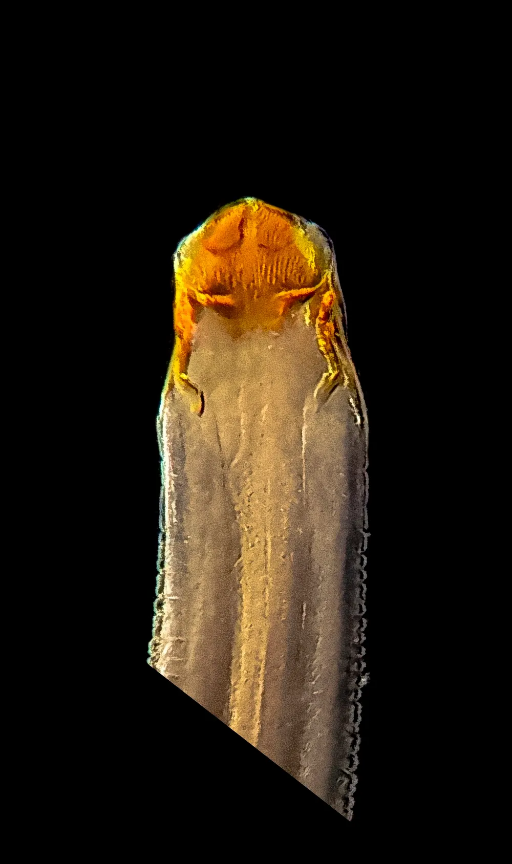 Donkerveldopname van een volwassen Camallanus-rondworm, met het harde mondkapsel aan de voorkant.