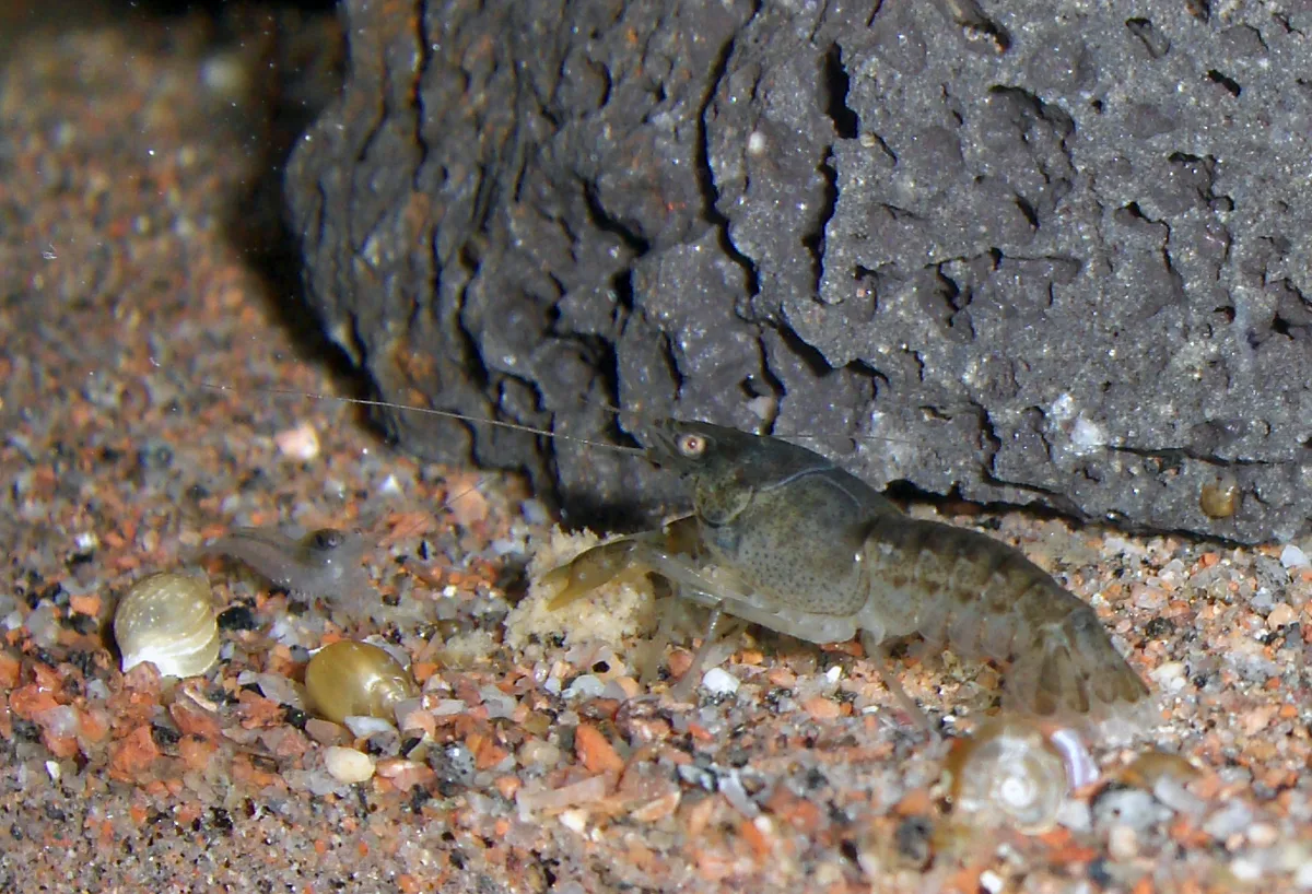 Wildkleurige dwergkreeft Cambarellus patzcuarensis op een grindbodem voor een lavasteen