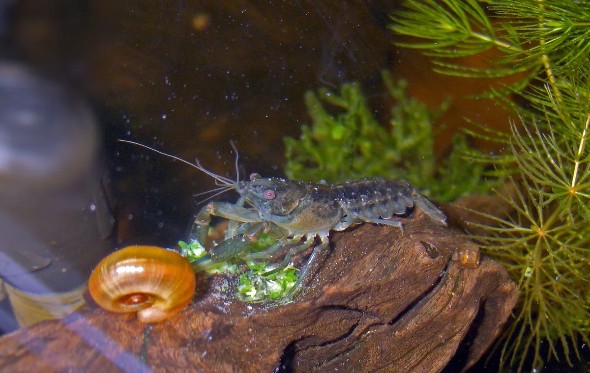 Grijsbruine Cambarellus patzcuarensis eet groenvoer op een stuk hout, naast een slak