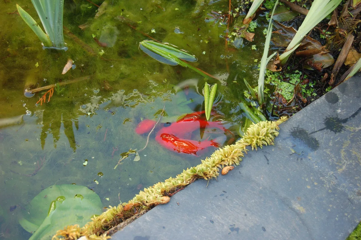 Rode goudvissen van bovenaf gezien tussen waterplanten aan de rand van een tuinvijver.