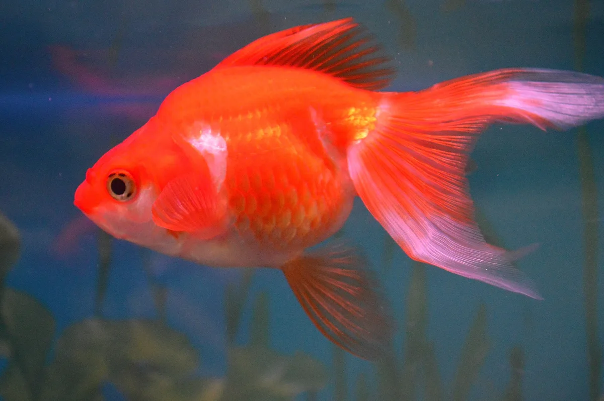 Oranje ryukin in zijaanzicht, met hoge schouder achter de kop, rugvin en lange dubbele staart.