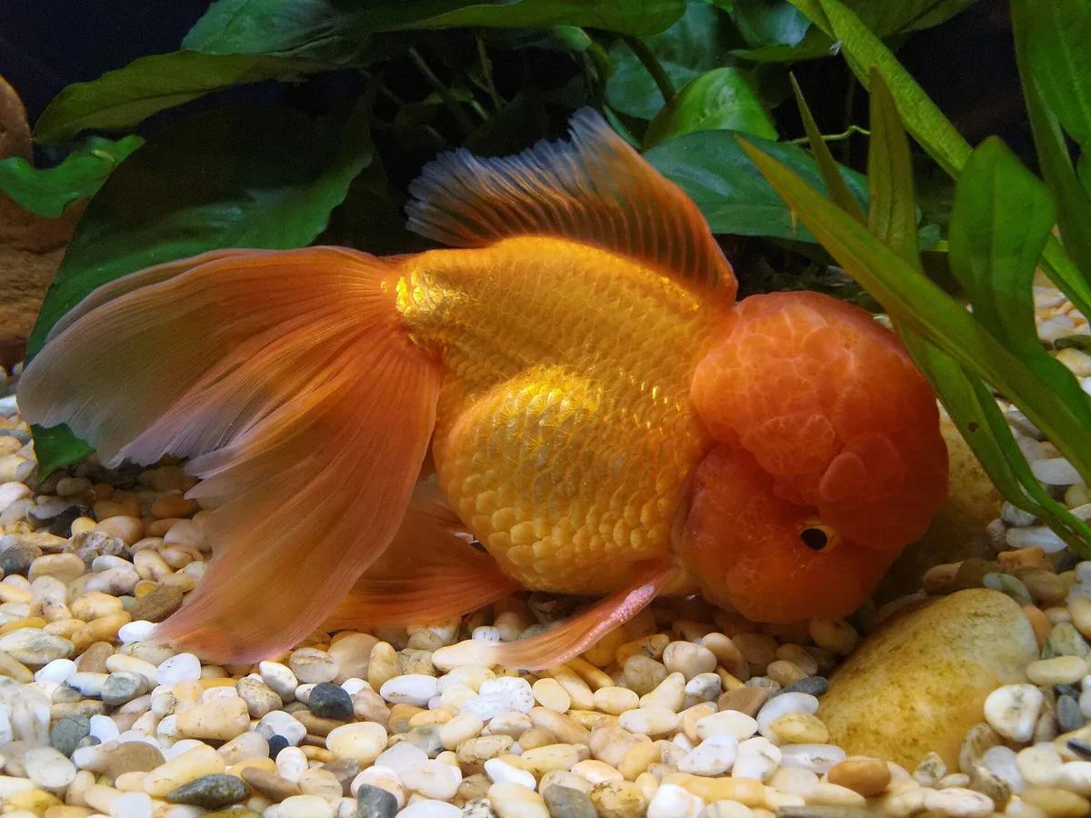 Oranje oranda bij de bodem met sterk ontwikkelde kopgroei, rugvin en dubbele staart.
