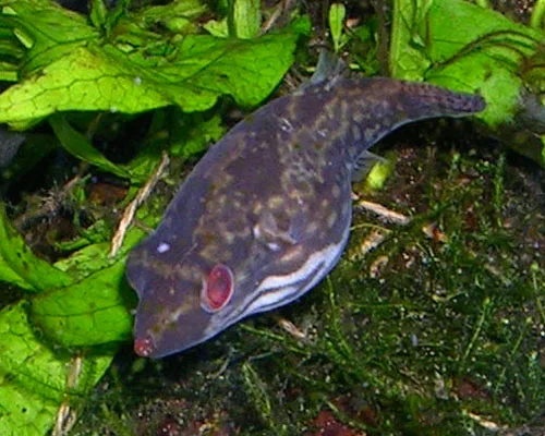 Carinotetraodon irrubesco, vrouwtje: een kleine bruin gemarmerde kogelvis met rode ogen en een witte streep langs de buik, tussen aquariumplanten en mos.