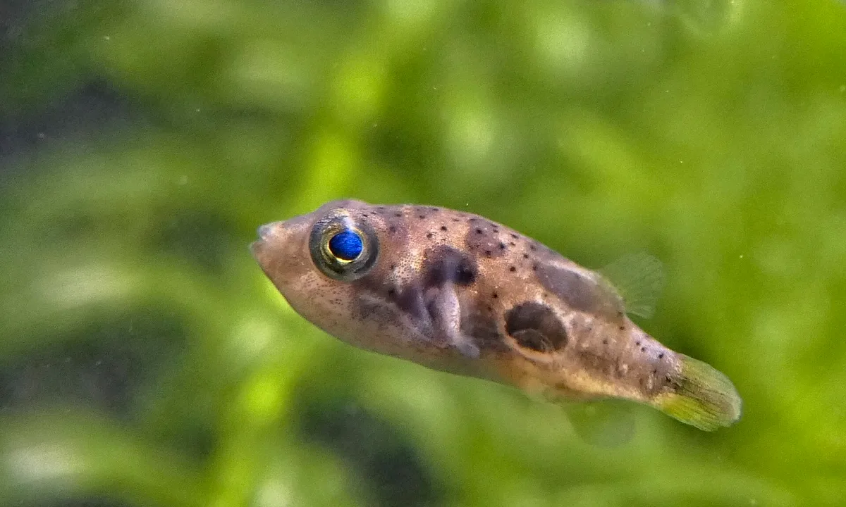Dwergkogelvis in zijaanzicht met donkere vlekken op de flank en een blauw glanzend oog.