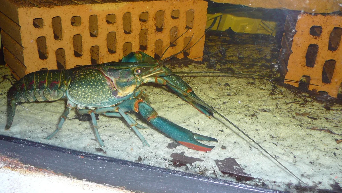 Blauwgroene roodklauwkreeft Cherax quadricarinatus met rode vlek op de schaar, op een zandbodem tussen bakstenen