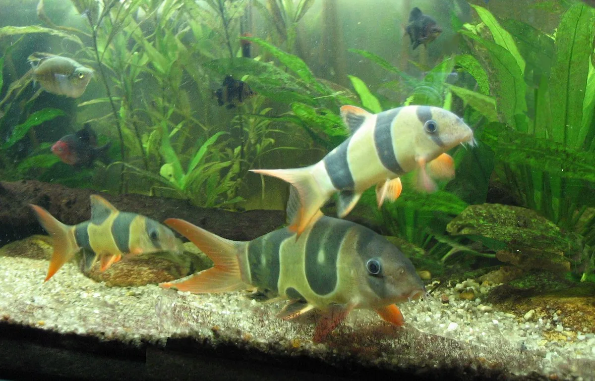 Drie clownbotia’s zwemmen bij hout en planten over een zandbodem