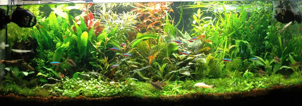 Dichtbeplant aquarium met stengelplanten in de voor- en achtergrond.