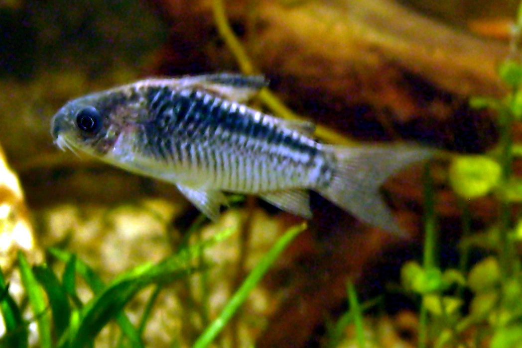 Gastrodermus elegans (Corydoras elegans): kleine zilvergrijze pantsermeerval met een donkere lengteband op de flank en een netvormig patroon van donkere dwarsstreepjes erboven, zwemmend tussen waterplanten.