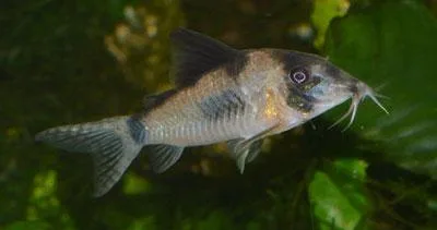 Corydoras simulatus in zijaanzicht in een beplant aquarium, met de lange snuit, donkere oogband en de donkere streep over de rug naar de staartwortel.