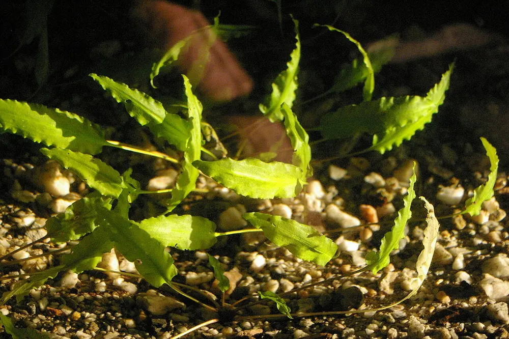 Een groep Cryptocoryne wendtii met bruingroene, licht gegolfde bladeren die uit een punt net boven het grind ontspringen.