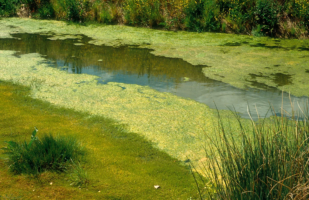 Groene drijvende lagen cyanobacteriën op een kanaal met oeverbegroeiing.