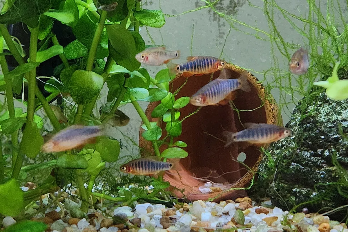 Groepje Danio erythromicron met verticale blauwe banden en een donkere vlek bij de staartbasis, in een beplant aquarium.
