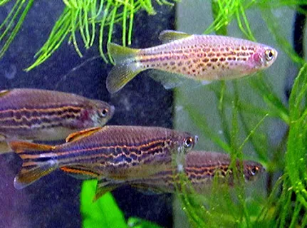 Danio kyathit: een groepje slanke danio's met gestippelde, onderbroken lengtestrepen en oranje getinte vinnen tussen groene waterplanten.