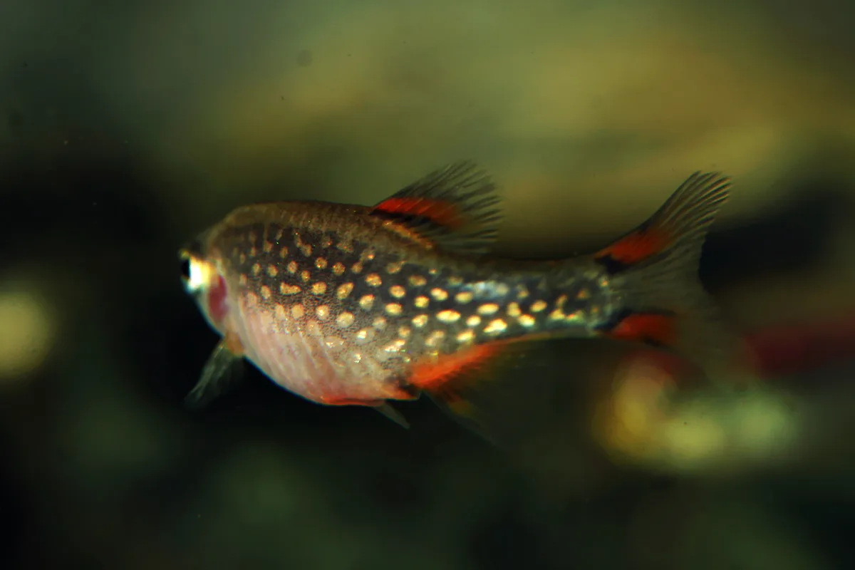Vrouwtje galaxy rasbora met crème tot goudkleurige vlekken, een ronde lichte buik en oranjerode vlekken in de vinnen.