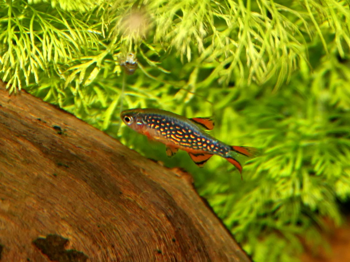 Galaxy met lichte stippen op een donkere flank en rood-zwart gestreepte vinnen, zwemmend voor fijnbladige planten.