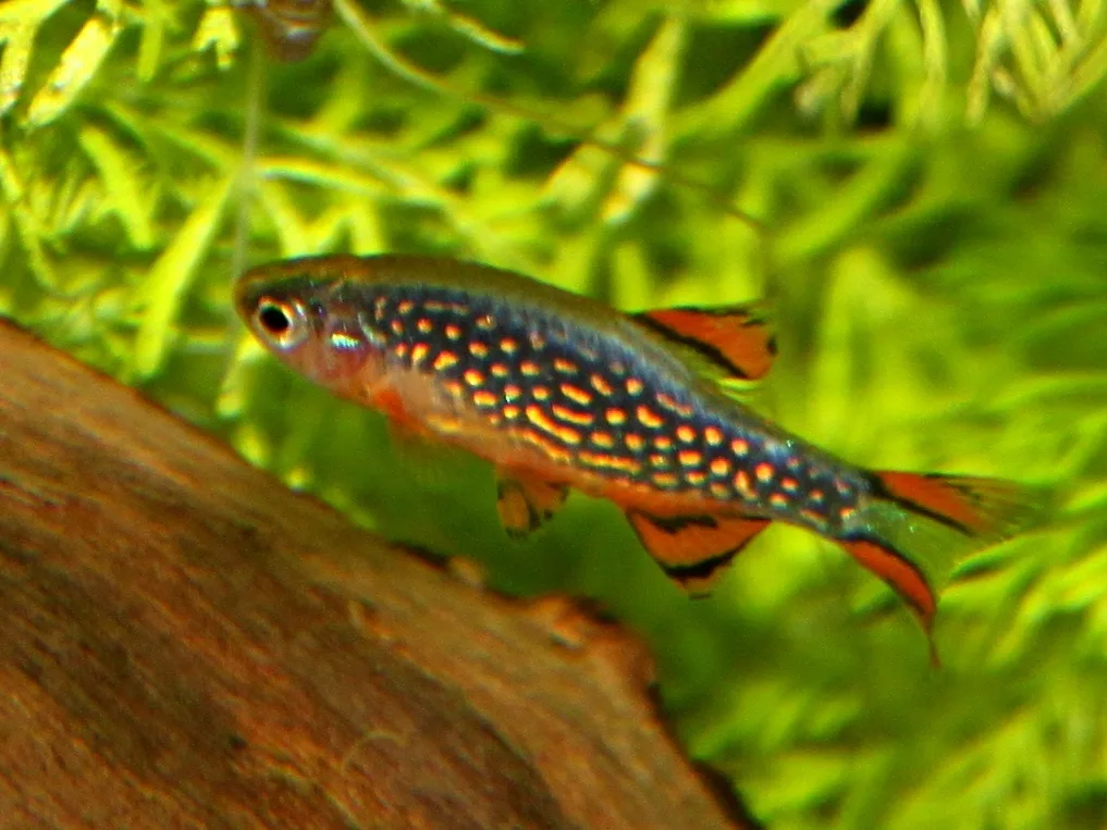 Mannetje galaxy rasbora met lichte parelvlekken op een blauwe flank en rood-zwart gestreepte vinnen, voor fijnbladige planten.